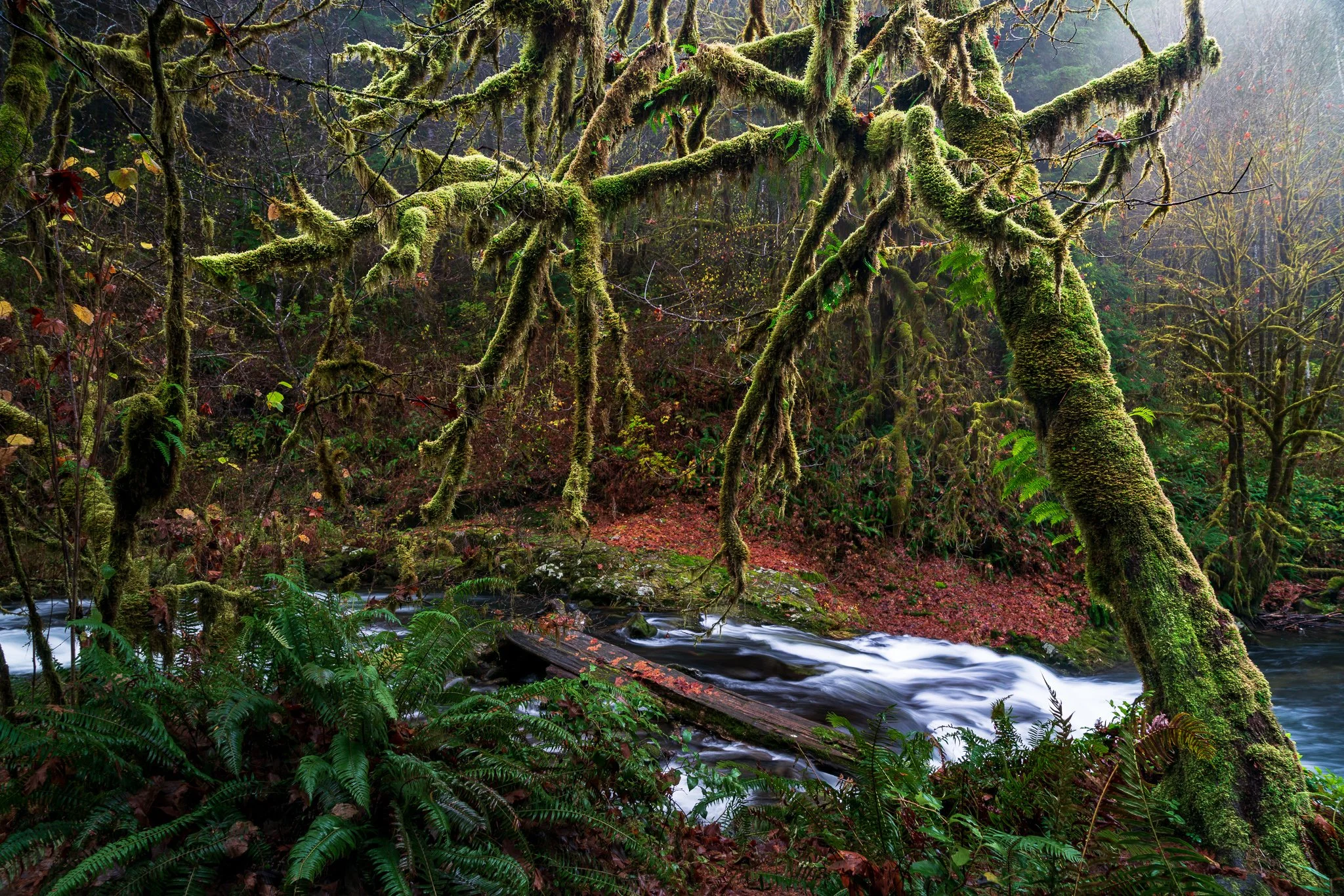 Moss-covered tree arching over a pale flowing creek amid dark green ferns and dense Oregon woodland under soft overcast light.