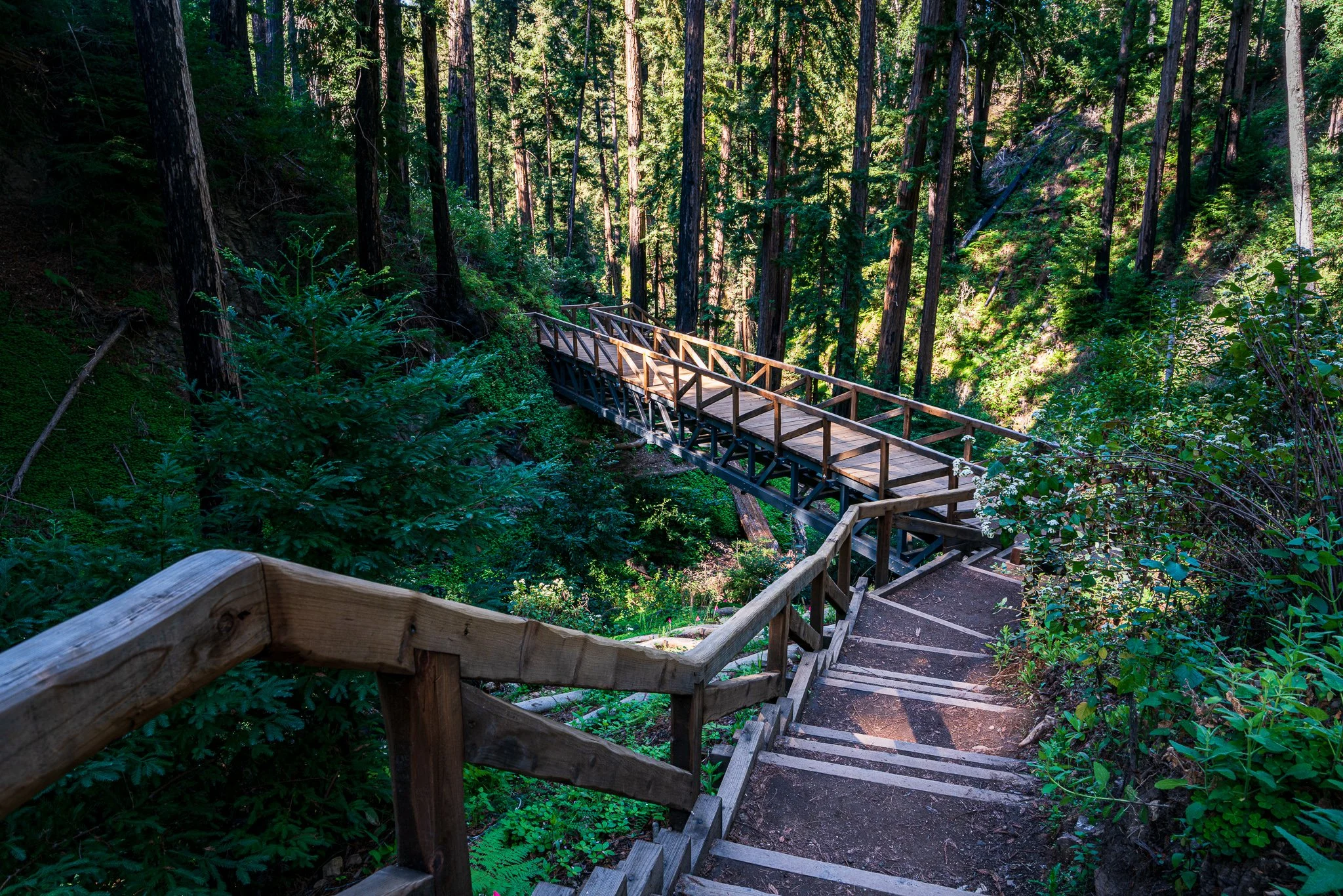 A photograph made in the Pfeiffer Falls trail area during a spring morning.
