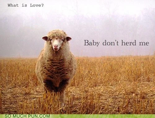 If the computers don't take your job, the sheep will.