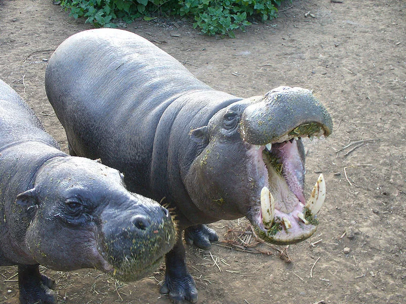 Pygmy Hippopotamus: Source