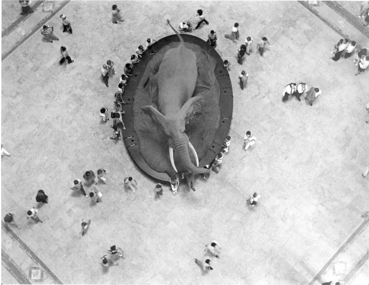Fénykövi Elephant, Smithsonian Museum of Natural History