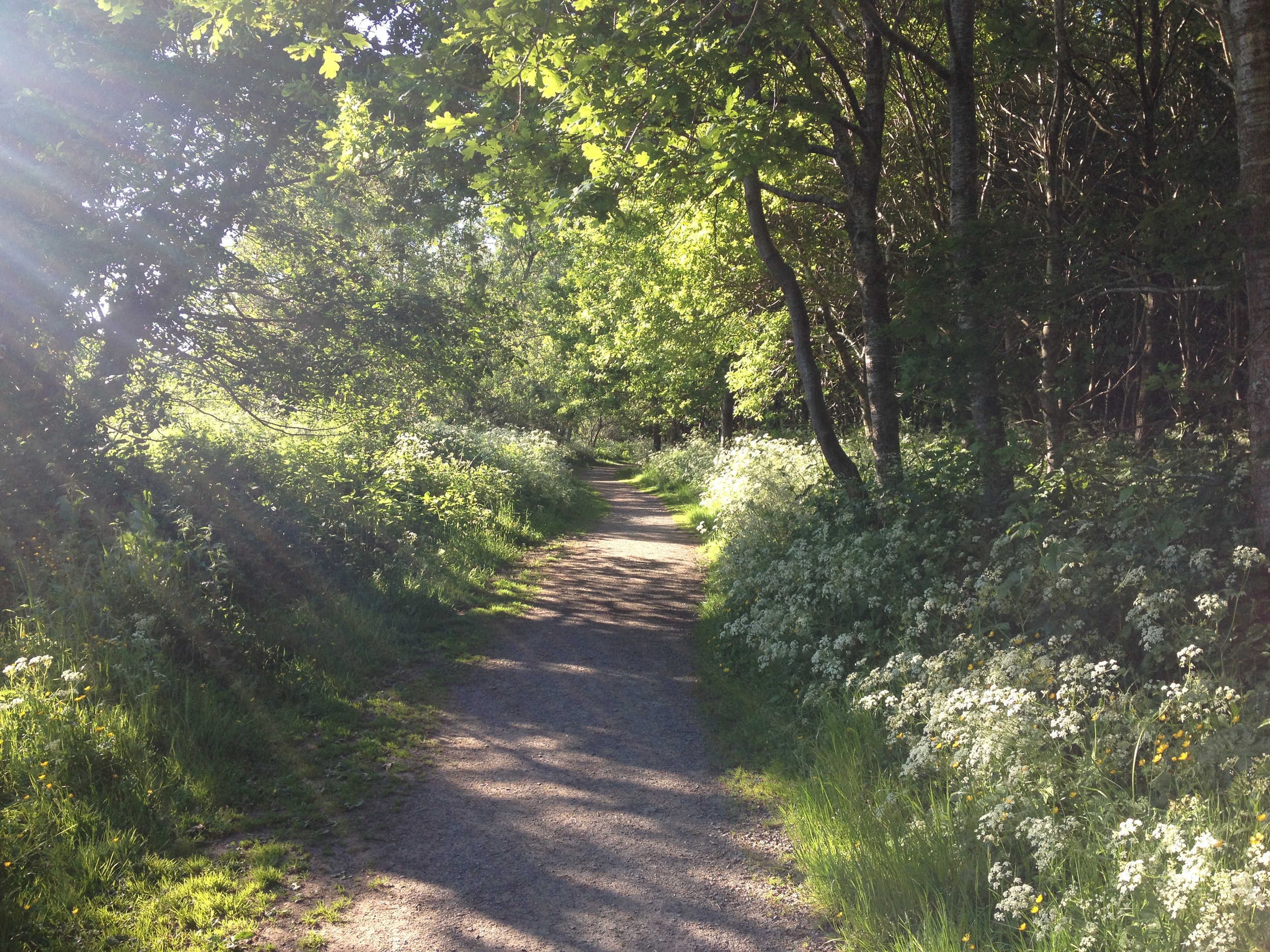 Belvoir Forest Trail 1