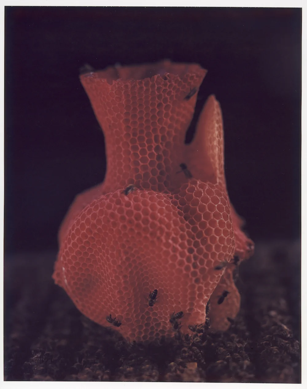 Red Edition 1/7 | Private CollectionPhoto Raoul Kramer&nbsp;(8x10" Instant Polaroid)