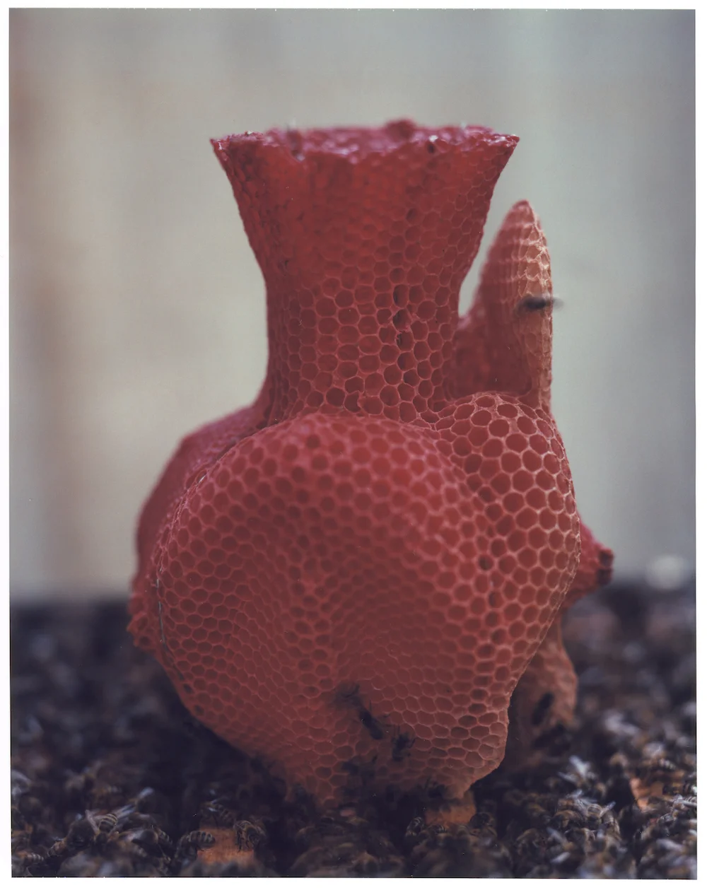 Red Edition 1/7 | Private Collection Photo Raoul Kramer (8x10" Instant Polaroid)