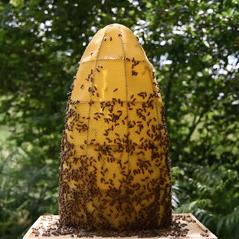 Bee Dome sqr.jpg