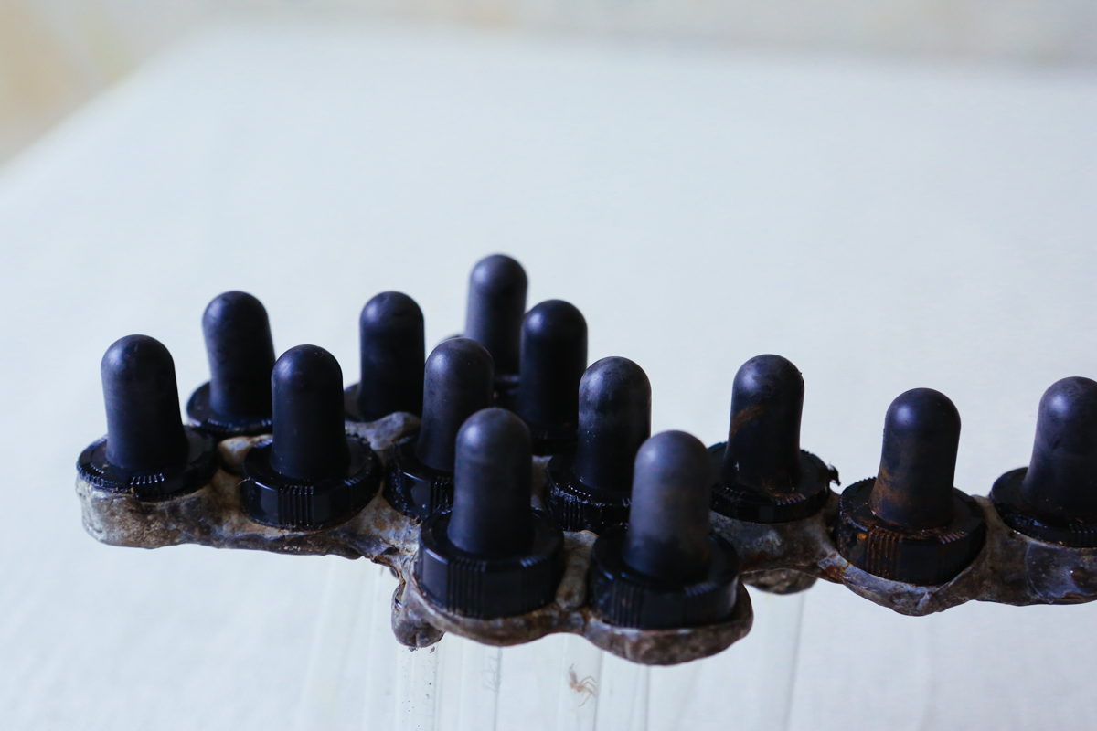 nov15_bottlebracketfungidroppercoralbotanical-9.jpg