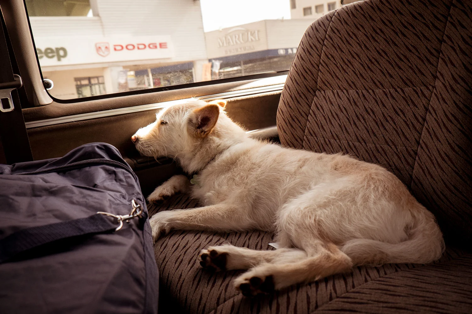 Moses takes a nap in the bckseat. 