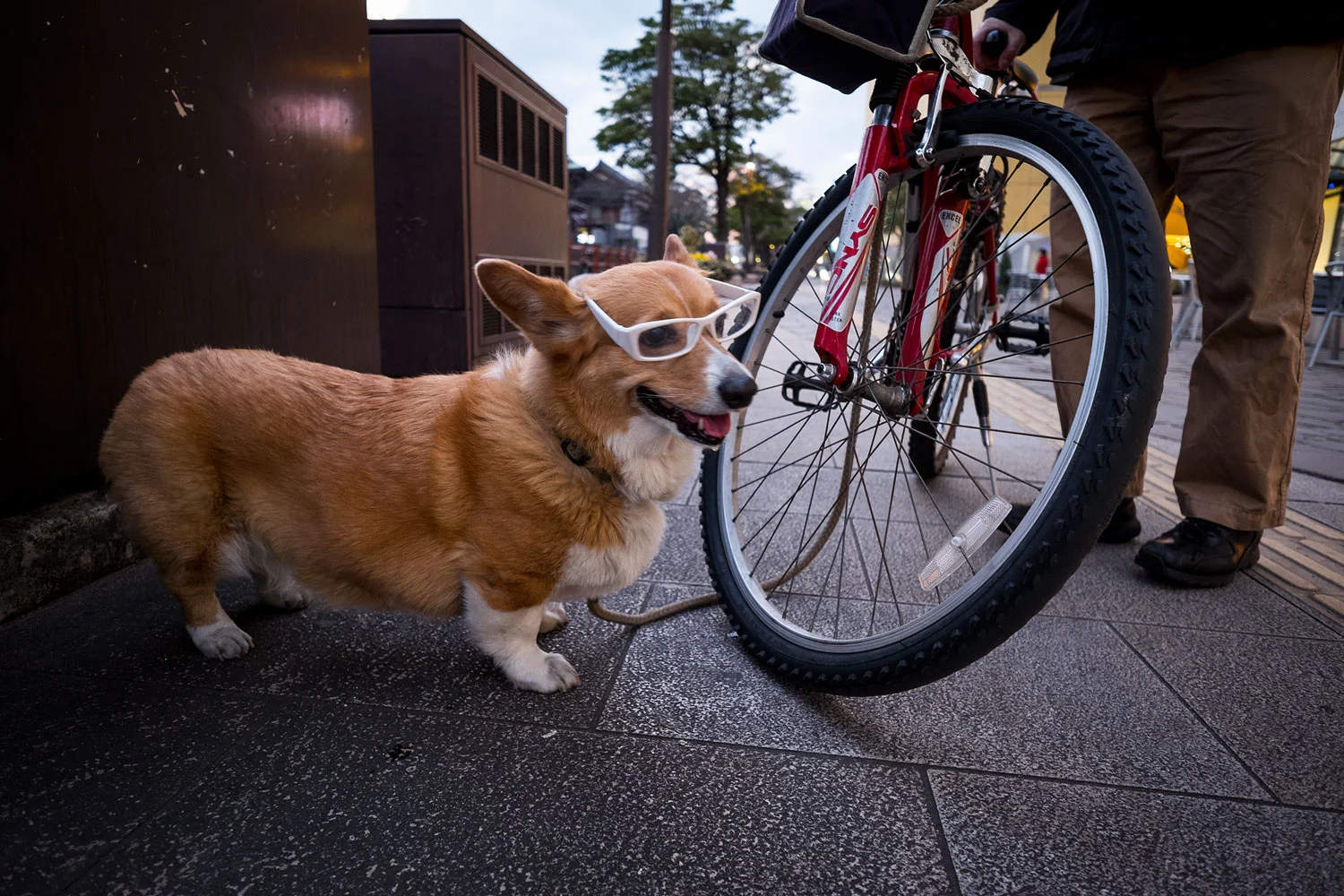 Senza ombra di dubbio, il Welsh Corgi più stiloso di tutta la città.
