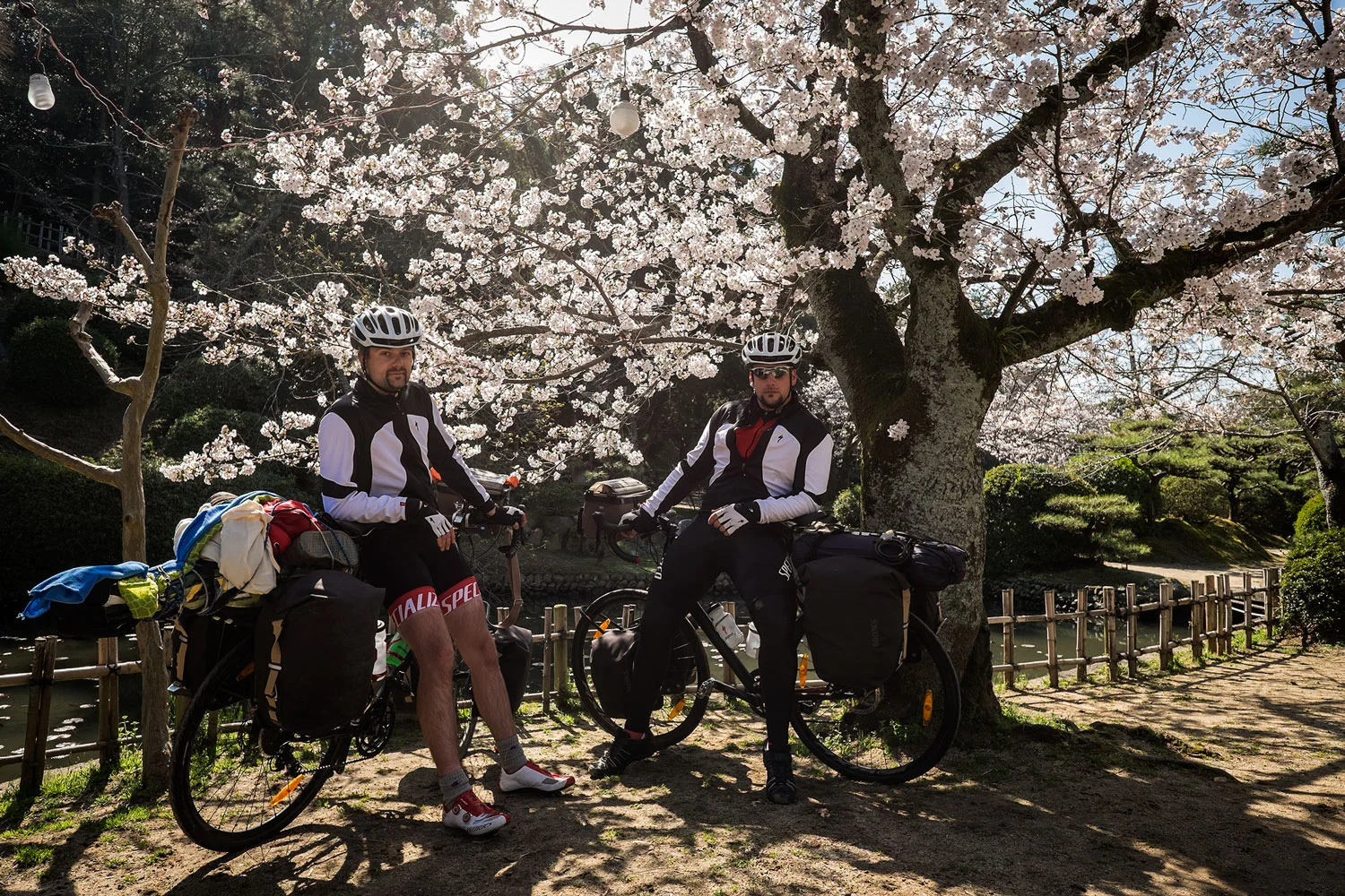Cherry blossoms and the world's two laziest cyclists. 