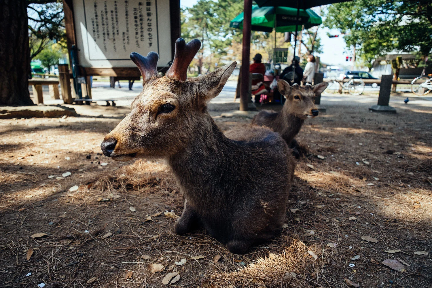 Nara's park deers! 