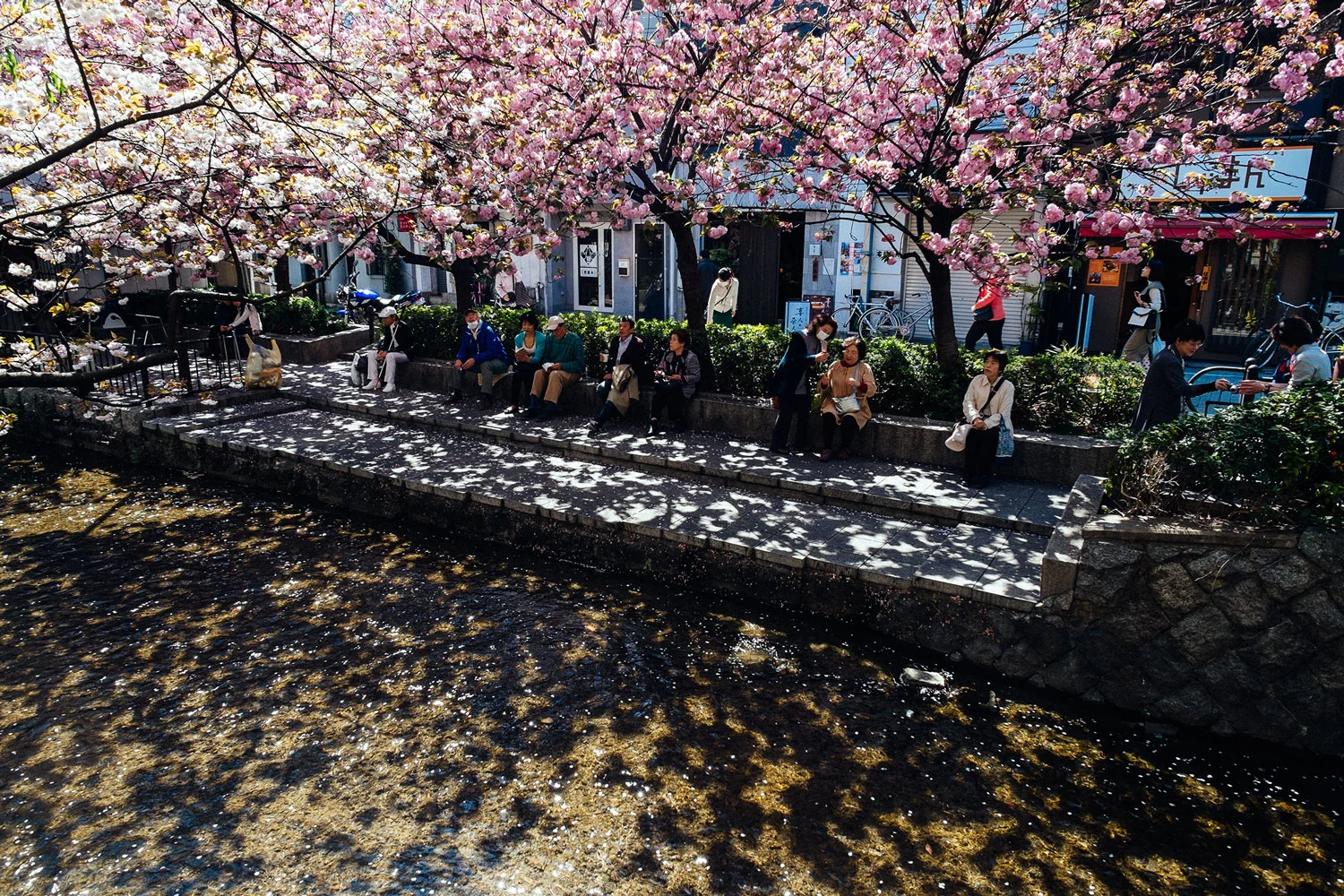 People resting under the cherry blossoms, near the river. 