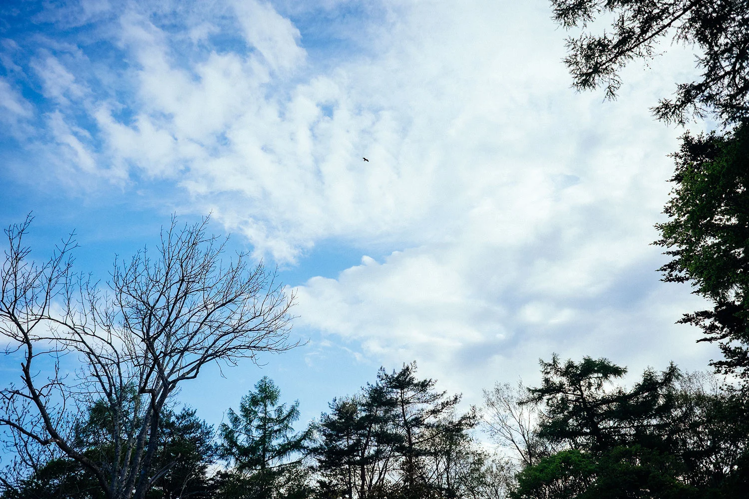 Zuppiero watching over us. 