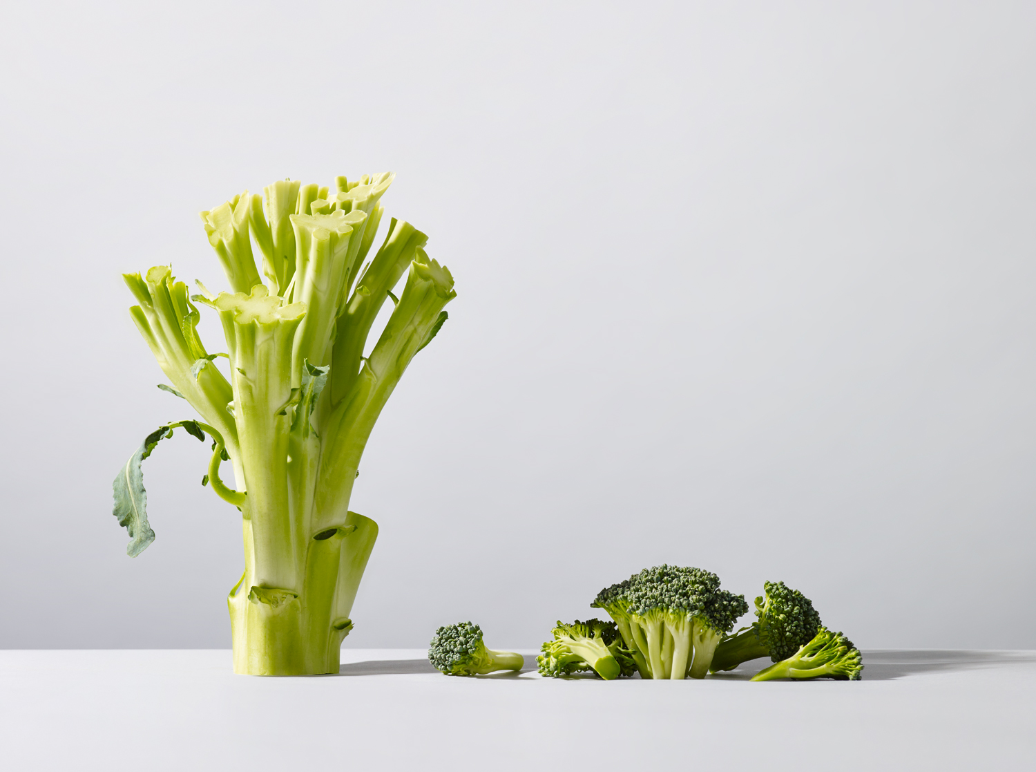 Broccoli 0021.jpg