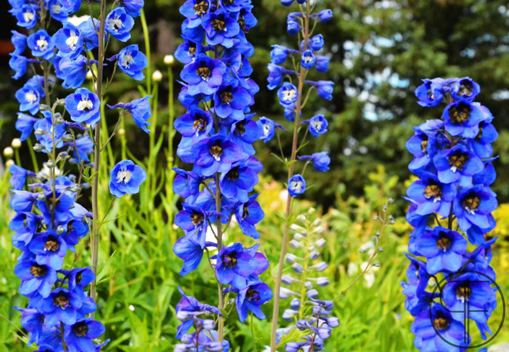 2013+07+18_1048_edited-1.jpg