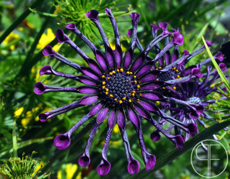 2013+07+12_0971_edited-1.jpg