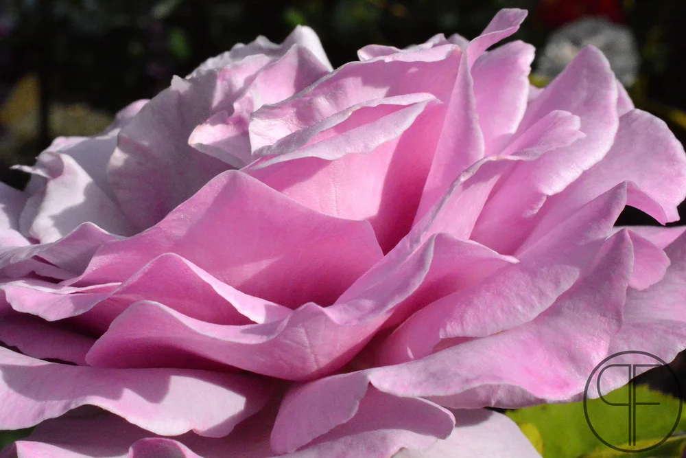2013+07+08_0946_edited-1WM.jpg