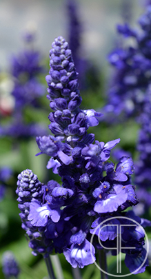 2013+07+04_0699_edited-1.jpg