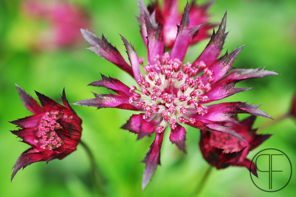 2013+05+28_0508_edited-1WM.jpg
