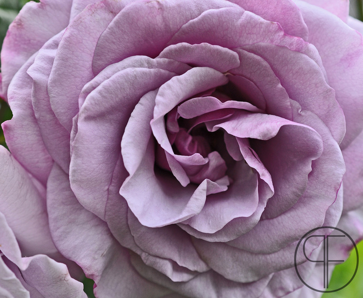 2013+05+28_0503_edited-2WM.jpg
