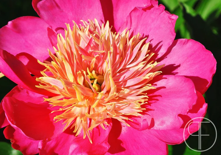 2013+05+17_0403_edited-2WM.jpg