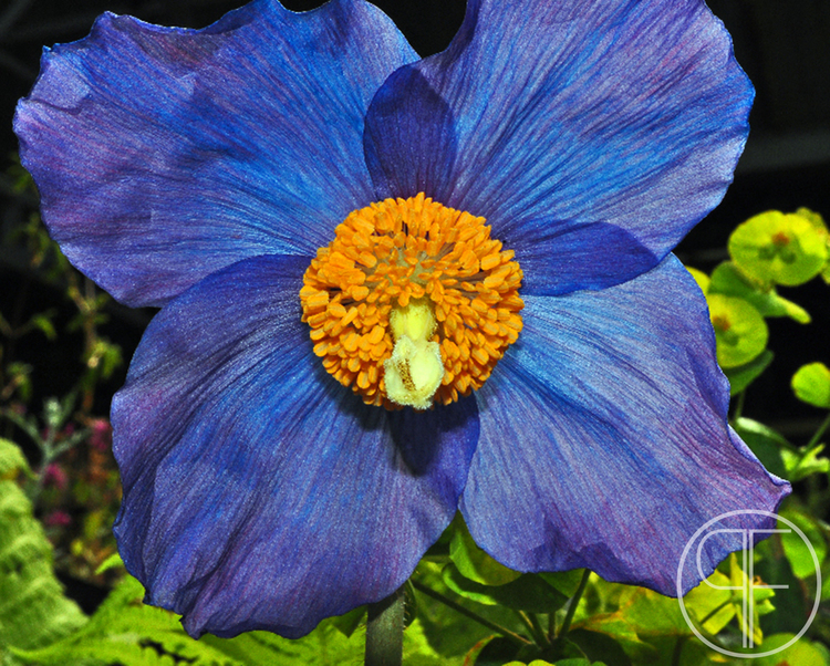 2013+05+06_0311_edited-1.jpg