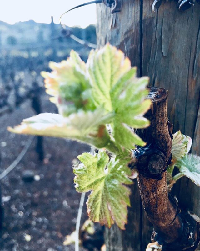 Spring in Napa Valley. #budbreak  #spring #happyspring #napavalley