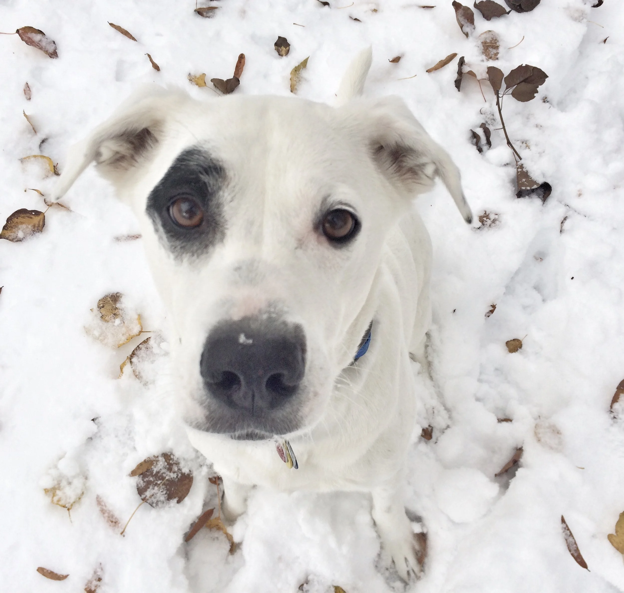 Set a Place for Your Pup this Thanksgiving: 5 Dog-Friendly Recipes