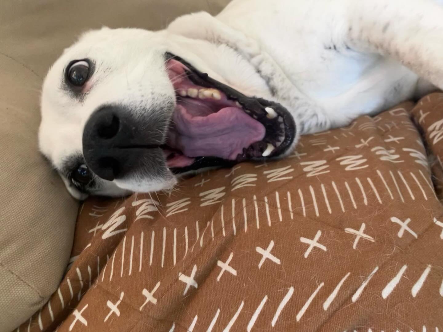 It’s Fern! #Happyladyalert
..
.
.
.
#dogsitter #muttskickbutt #rvadogs #petsitter #dogwalker #bostonmix
