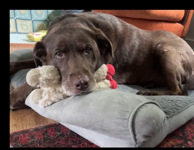 It’s Maddie! #shesanatural
.
.
.
#rvadogs #chocolatelab #labsofinstagram #petsitter #dogwalker #lakesiderva