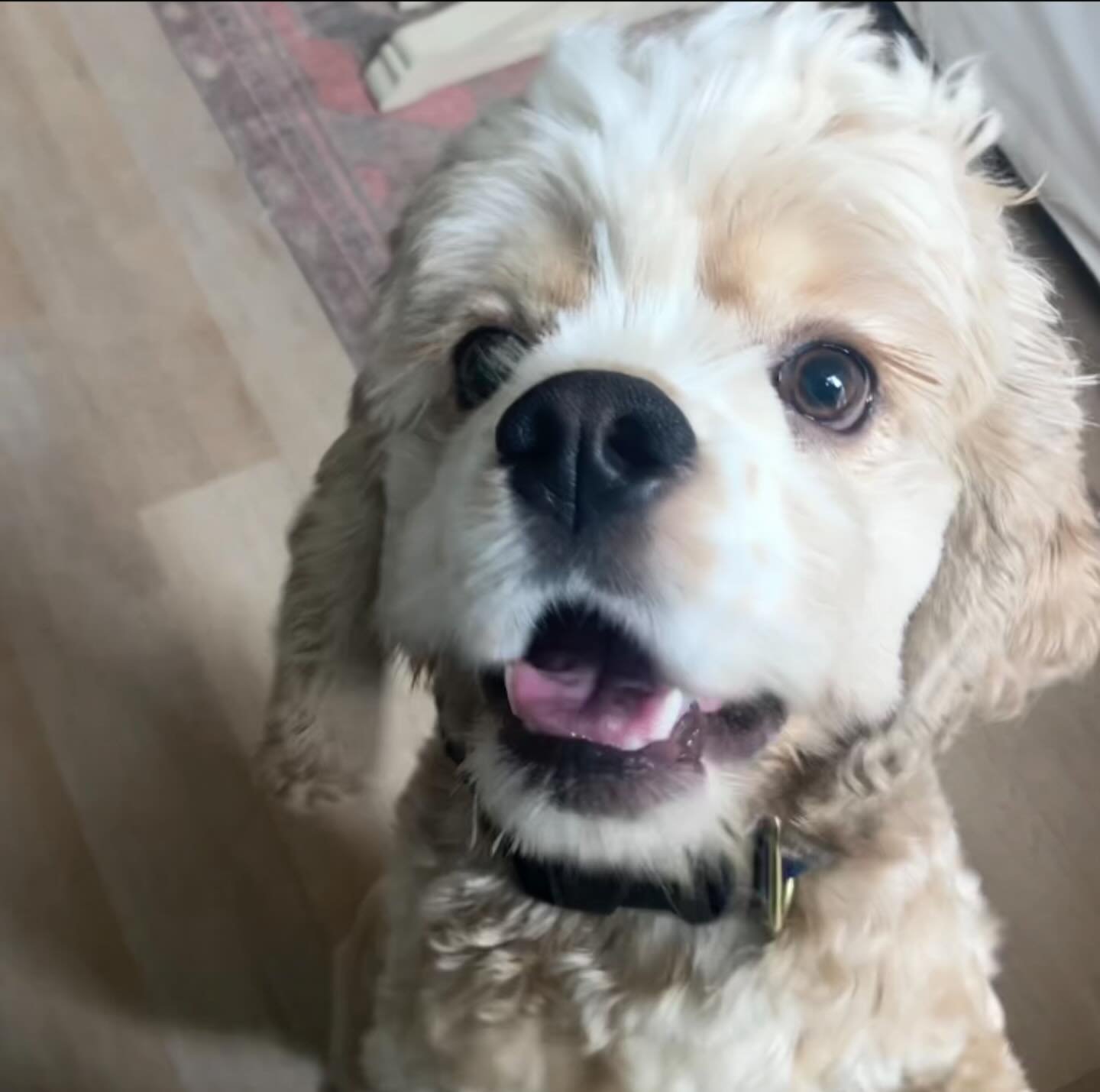 It’s Leo! #lashesfordays
.
.
.
#dogwalker #petsitter #lakesiderva #rvadogs #cockerspaniel #dogs #happydog