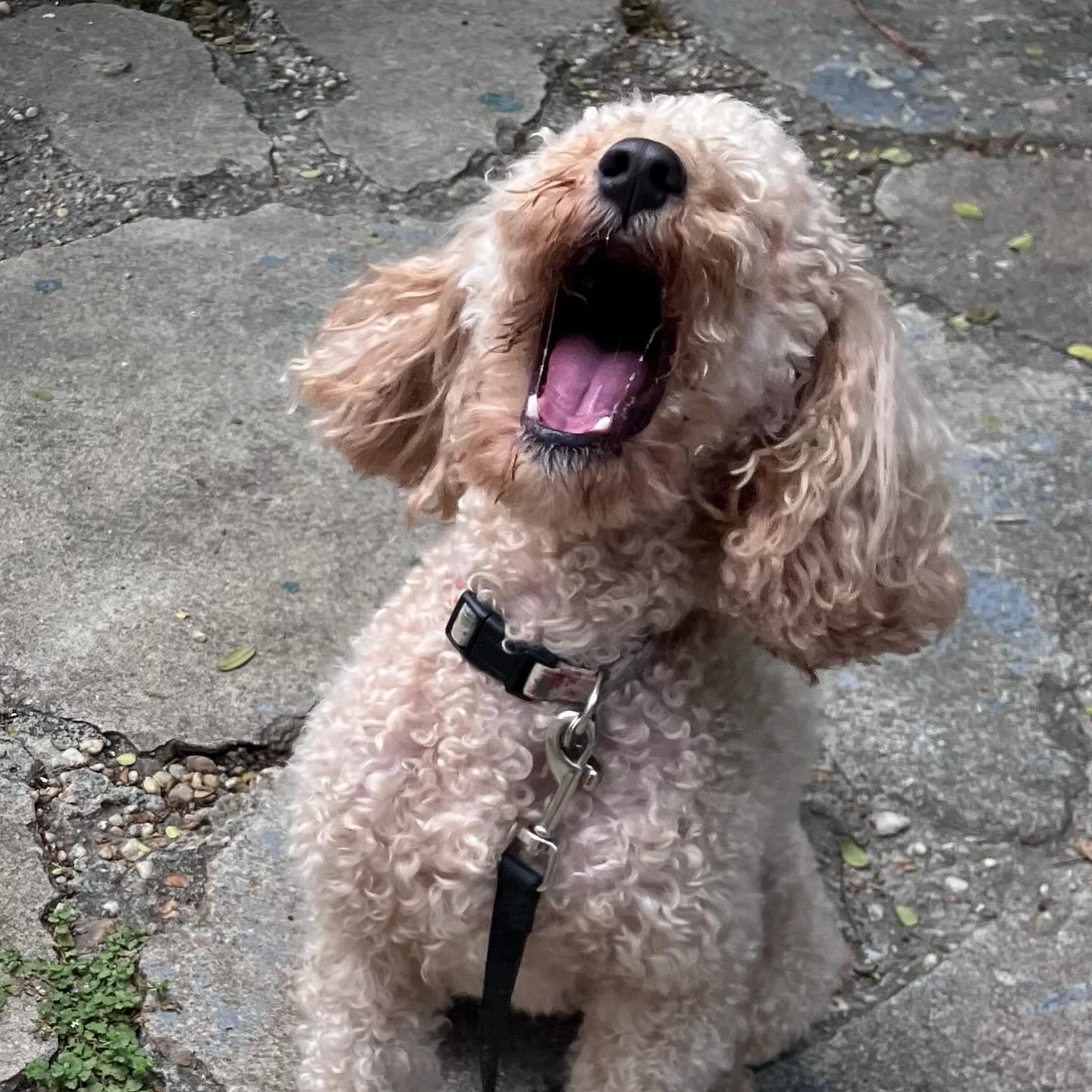 Nobody puts Roux in the corner! #diva
.
.
.
#dogwalker #petsitter #rvadogs #poodle #poodlesofinsta