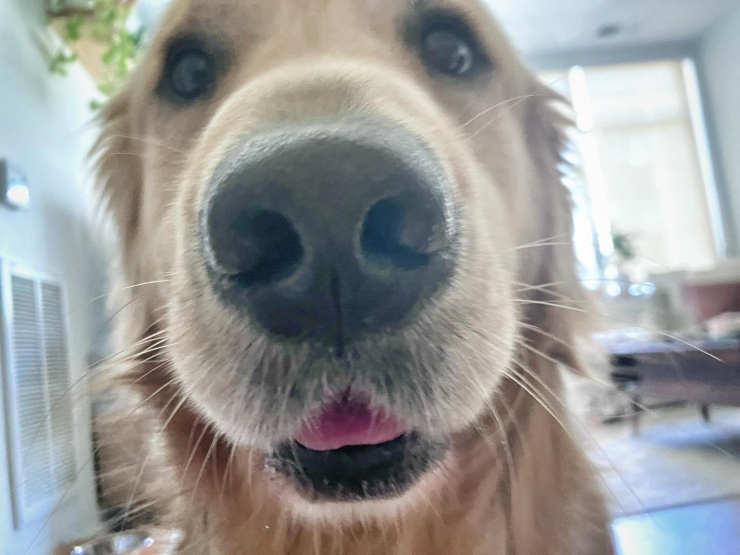 It’s Teddy! #ohhello
.
.
.
.
#goldenretriever #dogwalker #petsitter #rvadogs #friyay