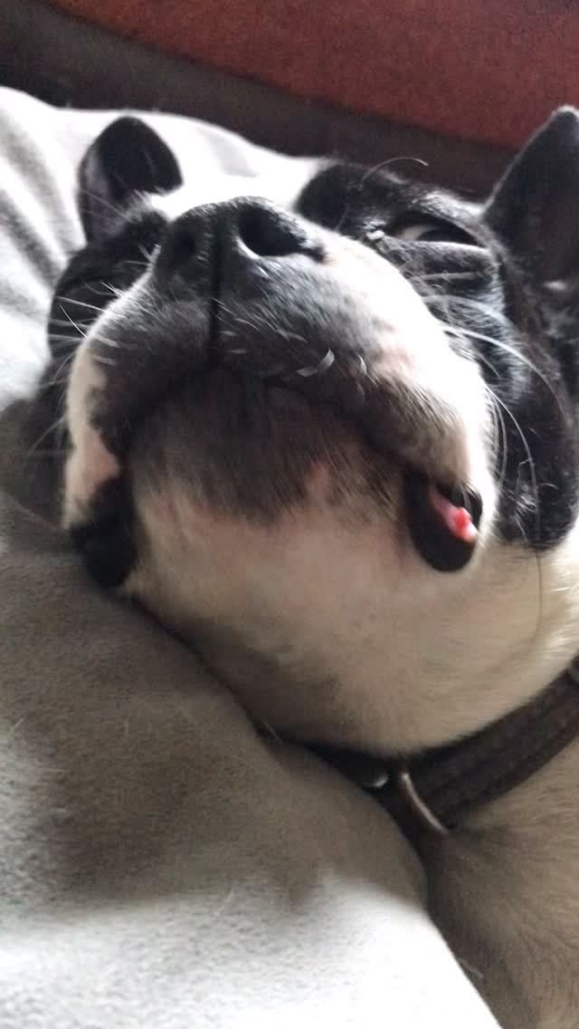 Monday Mood #dogdaysofsummer
.
.
.
#ilovebostonterriers #rvadogs #dogyawn #dogsitter #rvapetsitter #dogwalker