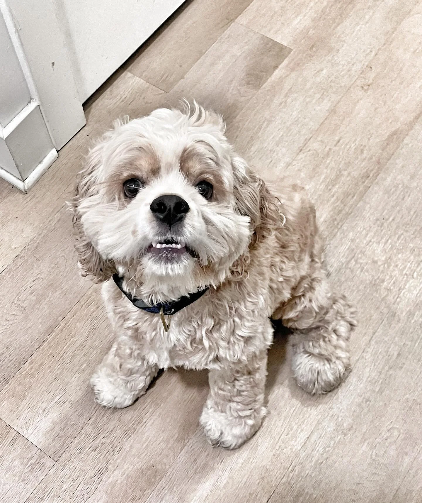 It’s Baby Leo! #fuzzbucket
.
.
.
#rvadogwalker #cockerspaniellovers #petsitter #happypuppy