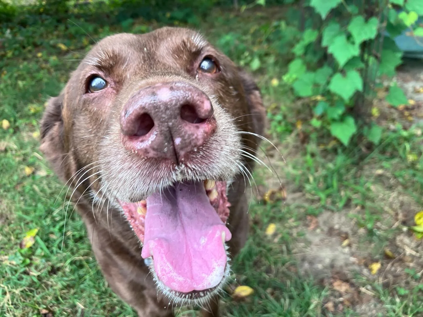 Sweet Madison! #happylady
.
.
.
#rvadogs #chocolatelab #rvadogwalker #petsitter #lakesiderva #seniordogsrock