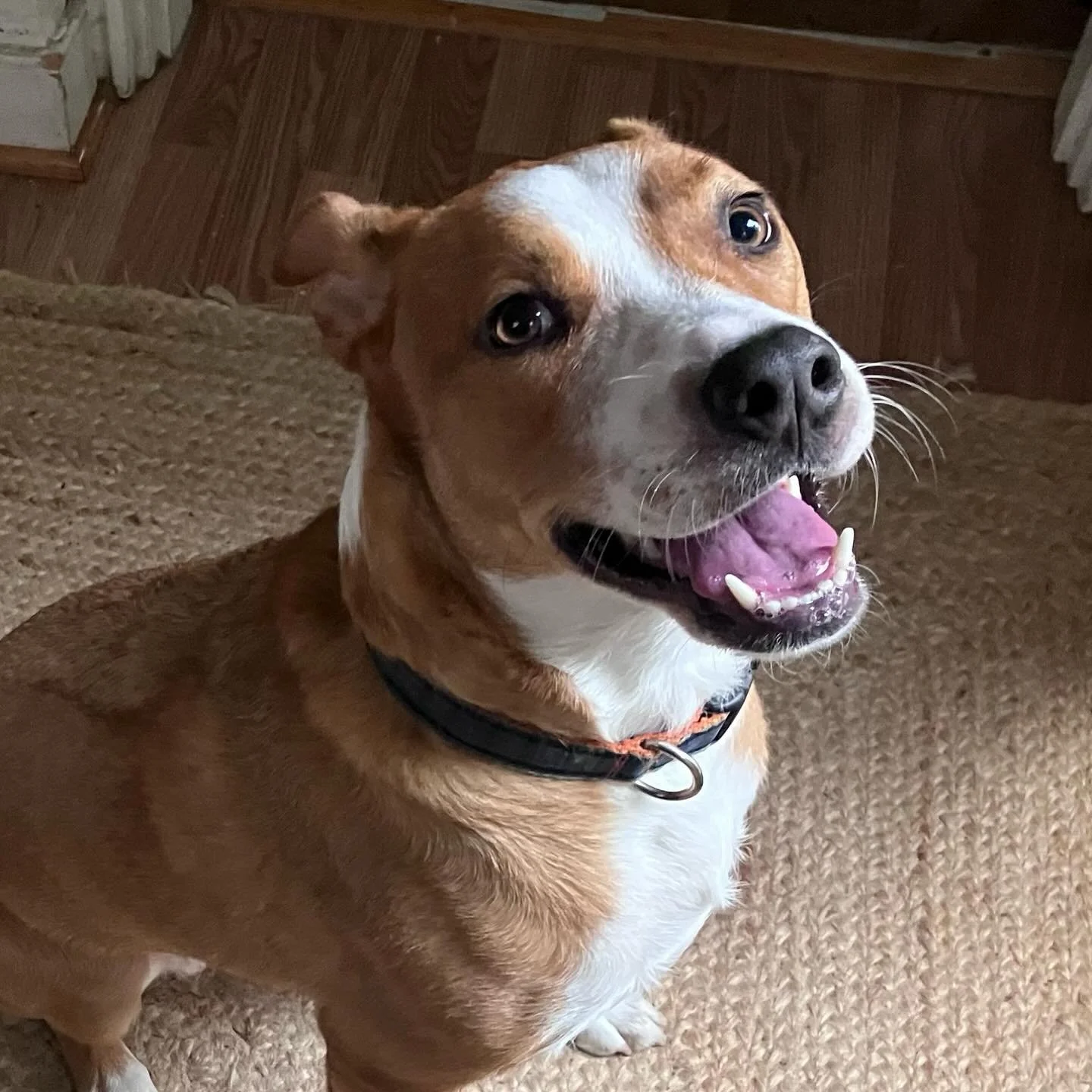 It’s Poppy! #happyladyalert
.
.
.
.
#rvadogs #dogwalker #happypup #sophiesayspetcare #muttsrule