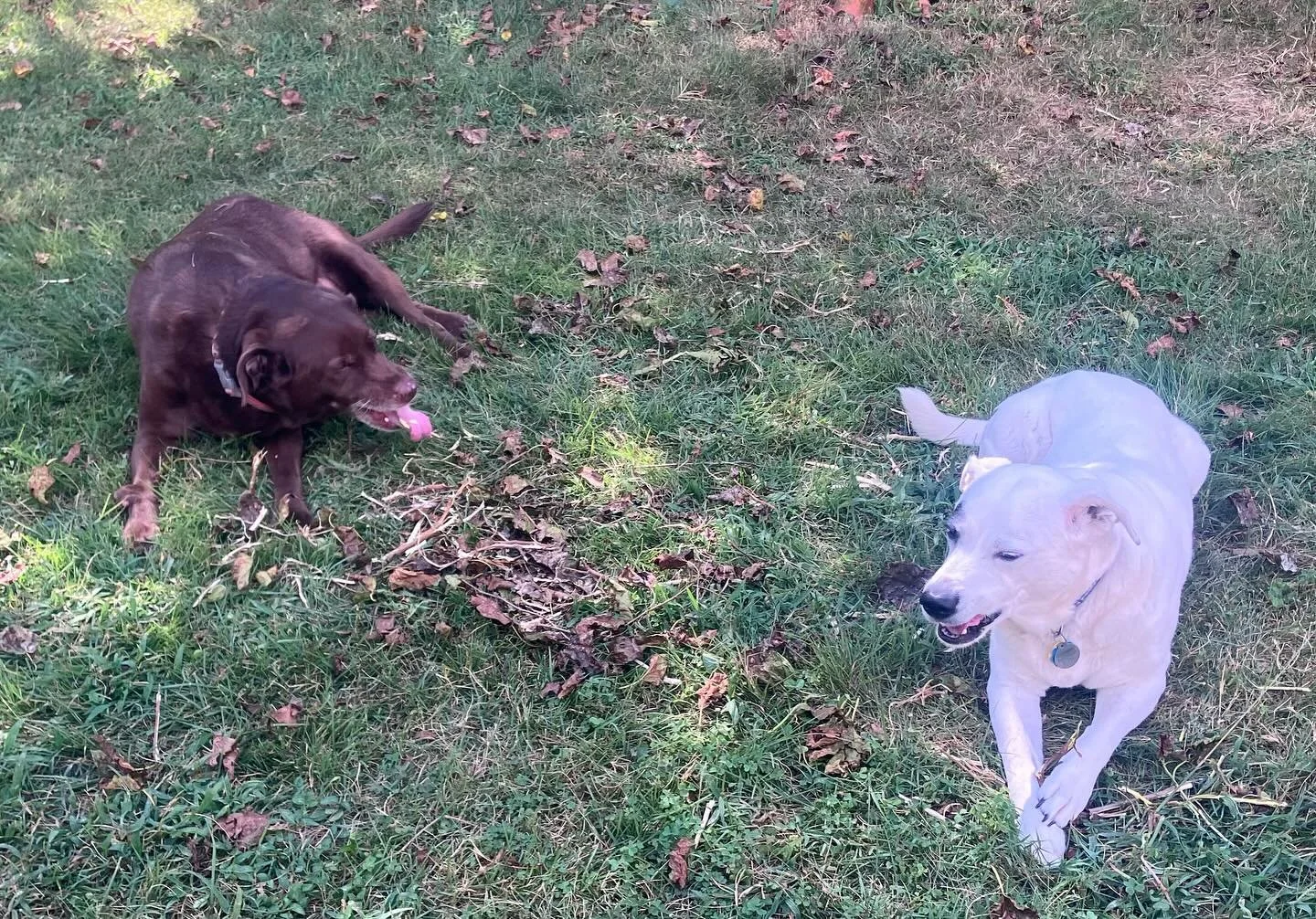 Fern & Madison having a normal one! #dogpound
.
.
.
#happylaborday #dogpals #chocolatelab #rvadogs #rvapetsitter #dogsitter #muttlife