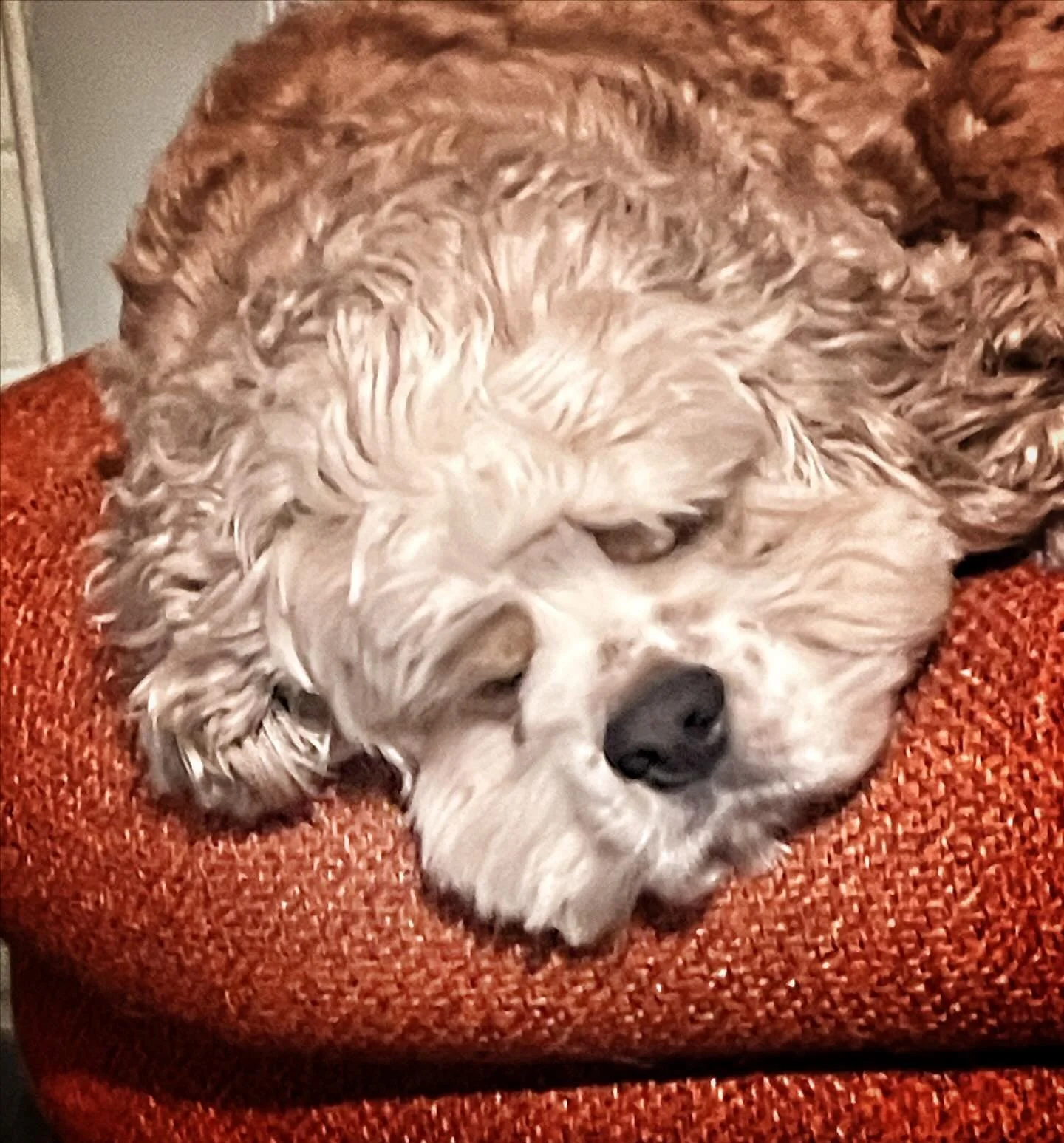 Nap time. #sleepyboy
.
.
.
#cockersofinstagram #dogsitter #rvadogwalker #petsitting #sleepydog #dogsarethebestpeople