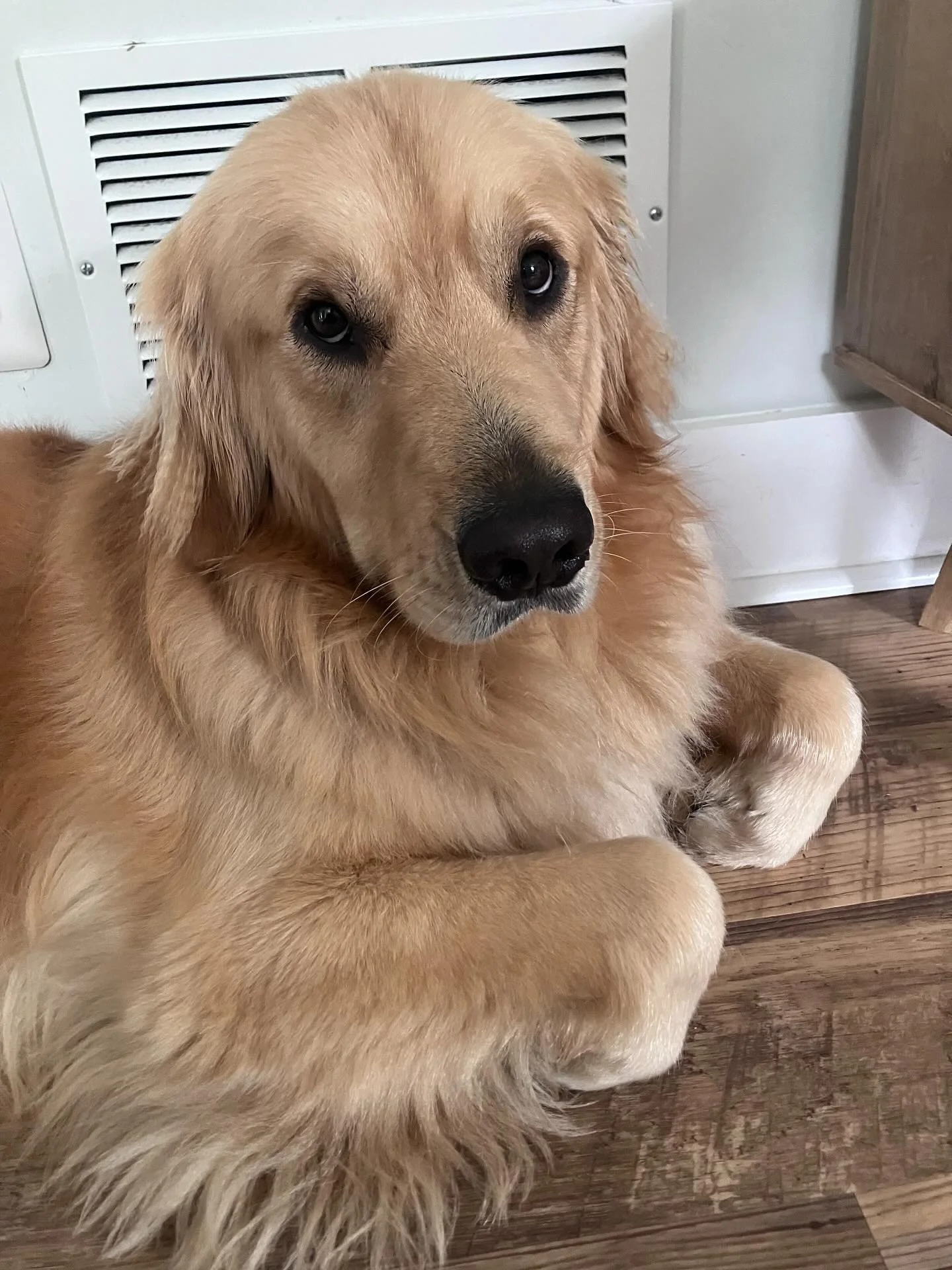 Wut? #imakat
.
.
.
#rvadogwalker #petsitter #goldenretrieverlovers #rvadogs #goldensrule