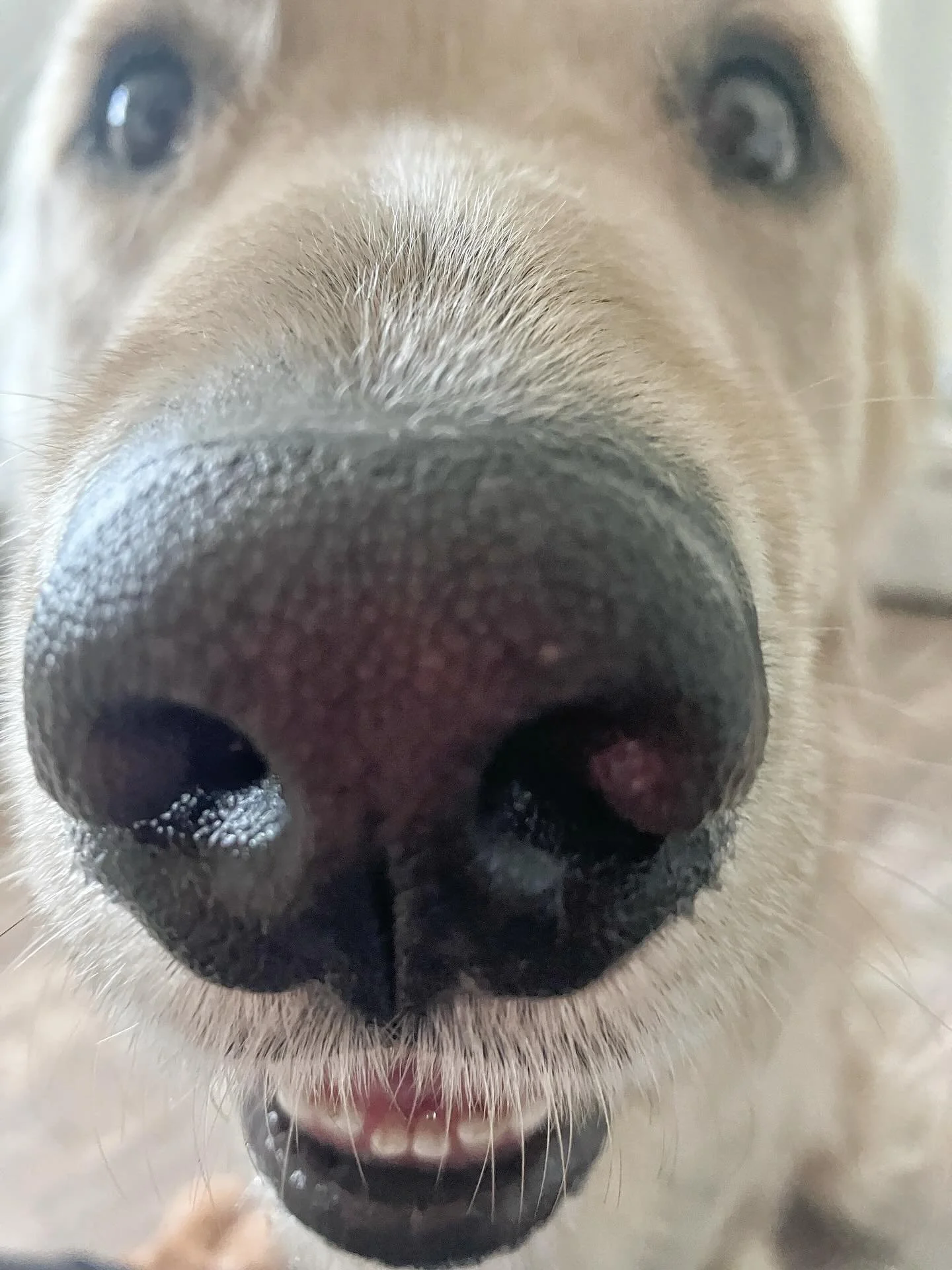 Pretty please!!!🎾🎾🎾 #besthouseontheblock
.
.
.
#rvadogs #dogwalker #petsitter #goldensofinsta #sophiesayspetcare #goldenboy