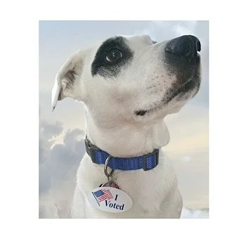 It&rsquo;s Election Day in VA! #votevotevote 
.
.
.
.
#rvadogs #protectdemocracy #dogwalker #muttsrule #electionday