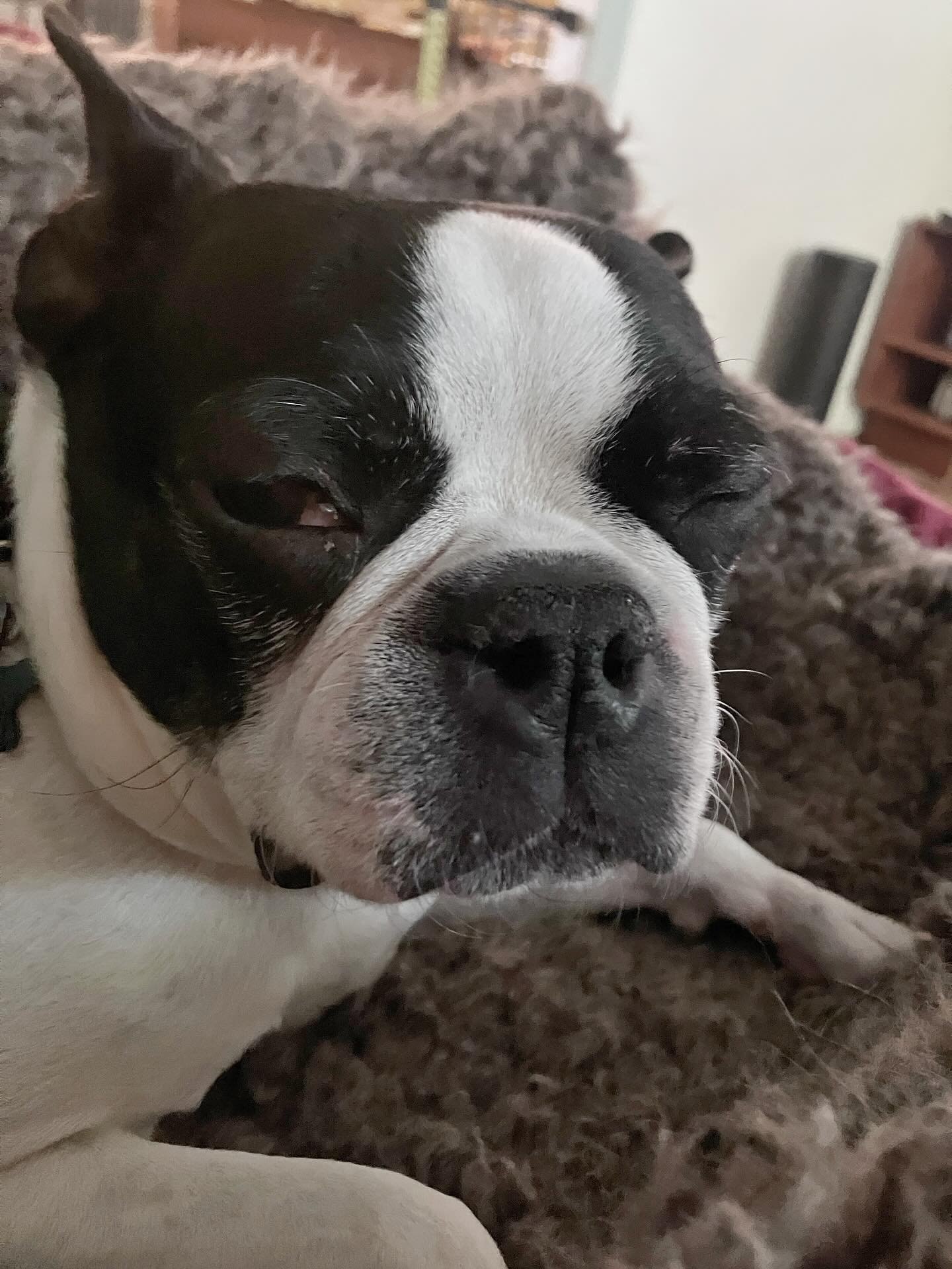 Memphis has a case of the Mondays. #sweepy
.
.
.
#rvadogs #bostonterriersofinstagram #dogwalker #petsitter #ihatemondays #dogsarethebestpeople