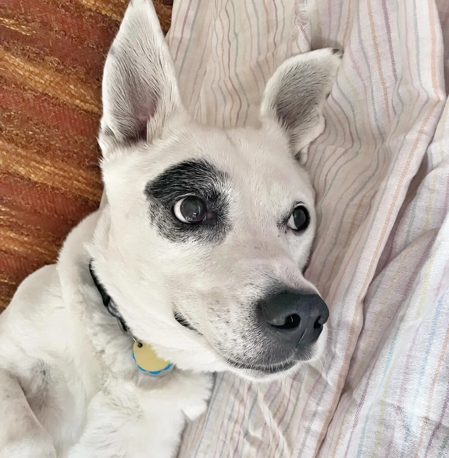 Feelin&rsquo; flirty #alltheboyslovefern
.
.
.
#muttskickbutts #dogwalker #petsitter #weekendplans #happydog