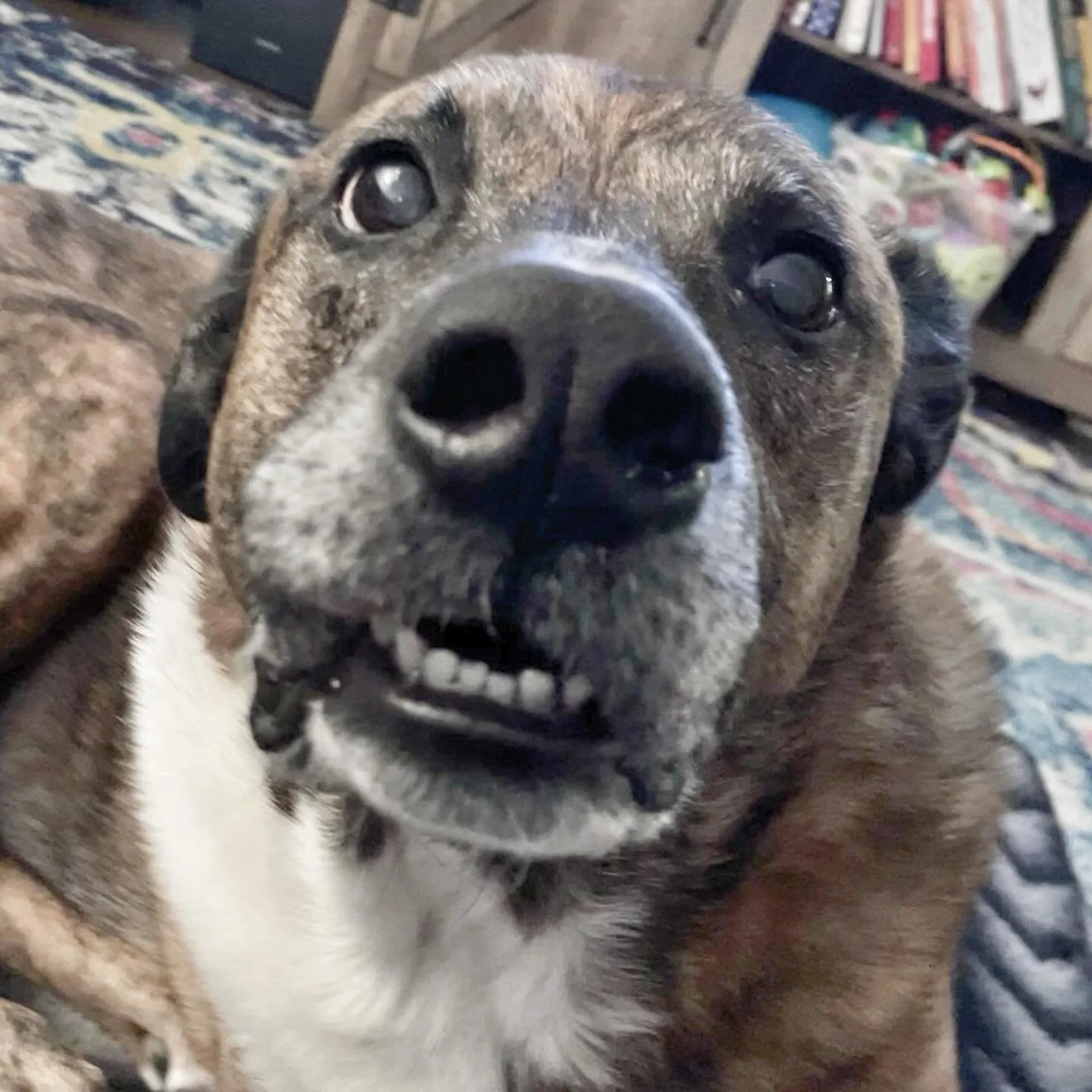 Pretty lady alert! #happygirl
.
.
.
#rvadogwalker #petsitter #plotthound #dogsarethebestpeople
