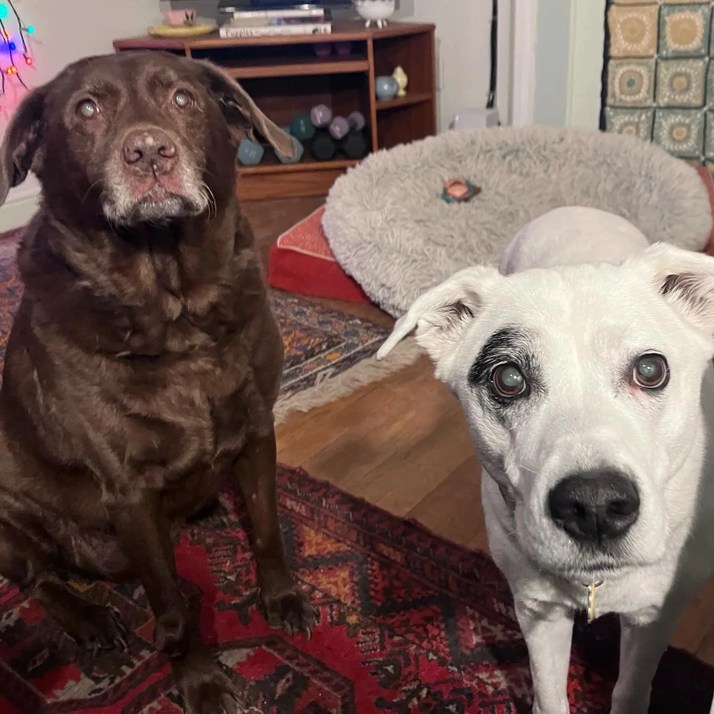 Feed us! #itsarufflife #2mealsadayisnotenough
.
.
.
#dogsitting #rvadogwalker #petsitter #chocolatelab #muttskickbutts #rvadogs
