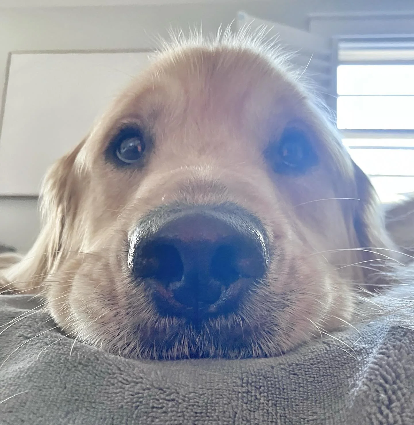 Teddy is doing his newly hatched chick impression. #imjustababy
.
.
.
#rvadogs #goldensofig #dogwalker #petsitter #dogsofinstagram