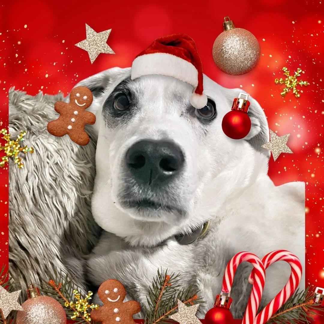 Fern hopes everyone has a great holiday! #shessoexcited #happyholidays