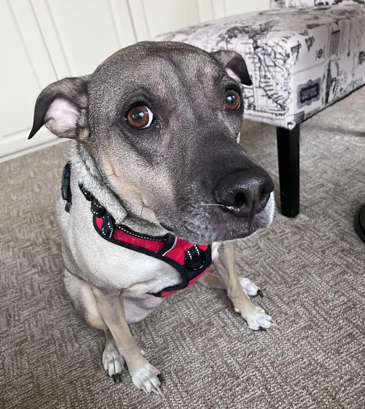 It&rsquo;s Cookie! #trustnoone 
#rvadogs #muttsrule #dogwalker #happydog