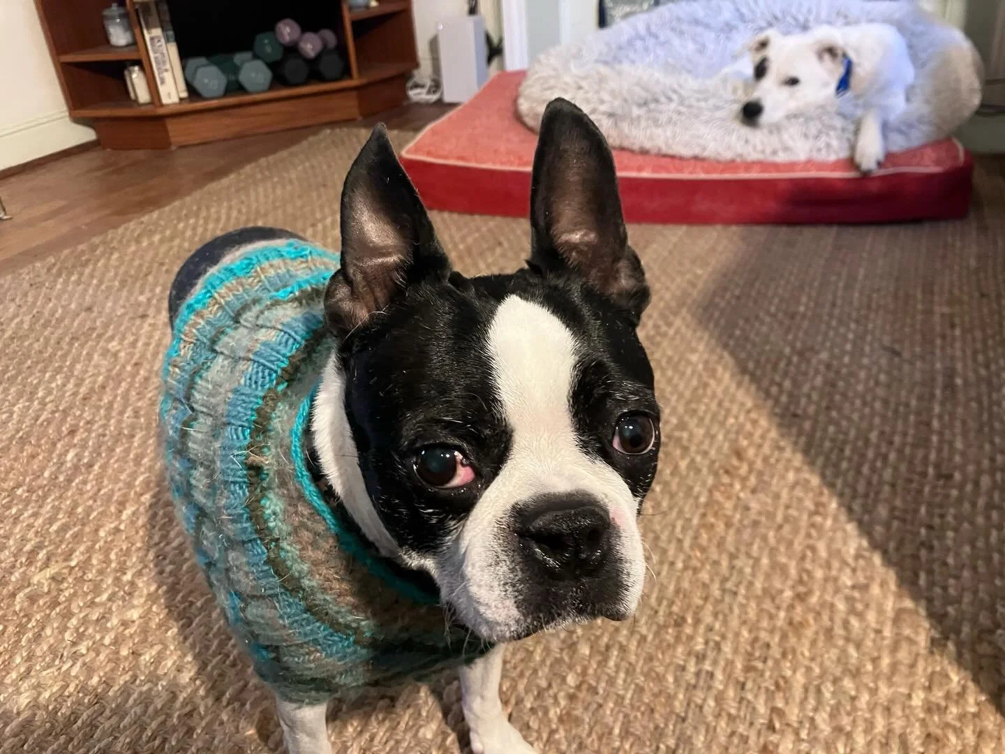 Resentful pup in a sweater. #getitoffme