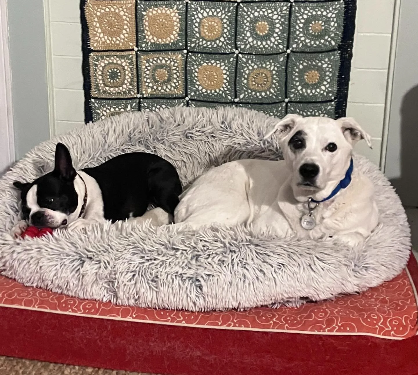 Can&rsquo;t a girl get some space? #memphislovesfern

#ilovebostonterriers #rvadogs #dogpals #rvapetsitter